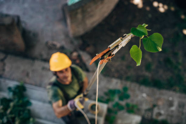 Best Storm Damage Tree Cleanup  in West Liberty, IA
