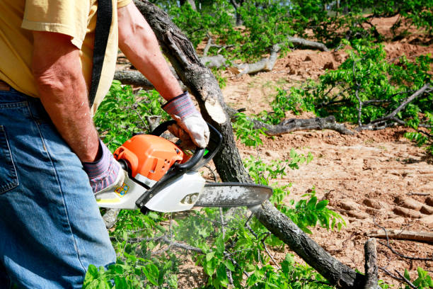 Best Lawn Pest Prevention  in West Liberty, IA